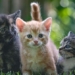 the secrets about a cat breed you might not know 125399