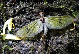 the shortest living insect phu du ephemeridae 5622