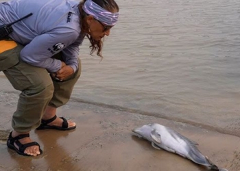 the situation of freshwater catfish in amazon dead due to extreme drought breaking records 136853