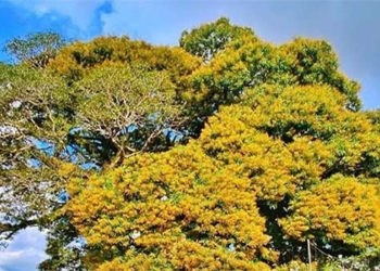 the sky tree 800 years old blooming only on one side recognized as a vietnamese heritage tree 136883