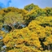 the sky tree 800 years old blooming only on one side recognized as a vietnamese heritage tree 136883