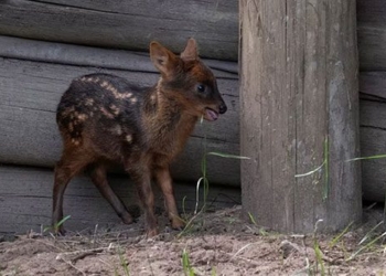 the smallest deer in the world greets the world at argentina biological park 138099