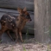 the smallest deer in the world greets the world at argentina biological park 138099