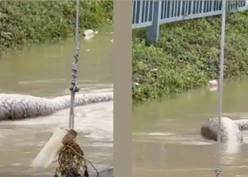 the snake is not as large as the monster in the muddy water in thailand many people are afraid 138287