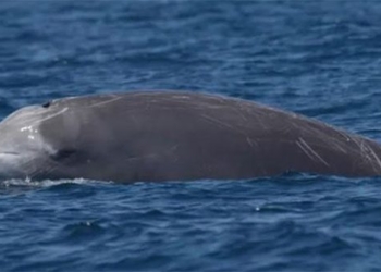 the truth about organisms causing chaos on the beaches of spain 128643