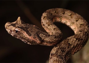 the type of snake in vietnam has unique and terrifying external features 137485