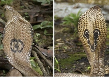 the types of amphibian snakes that are extremely toxic distributed in vietnam 137028