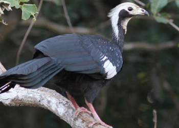 the unique beauty of wild chickens only found in america 137628