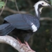 the unique beauty of wild chickens only found in america 137628