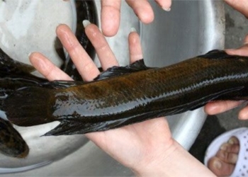 the unique fish only found in one province of vietnam know how to climb trees 130143