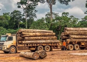 the worlds most expensive wood species is being destroyed 122355 2