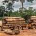 the worlds most expensive wood species is being destroyed 122355 2