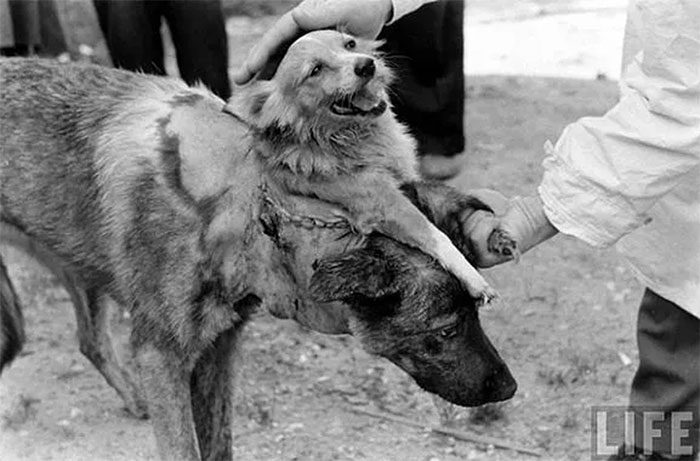 Dog Head Transplant Experiment