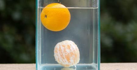 The main factor in the buoyancy of citrus fruits is the structure of the peel.