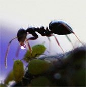 things you didnt know about ant species 50255