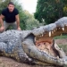 this is the cheapest alligator in the world 136979