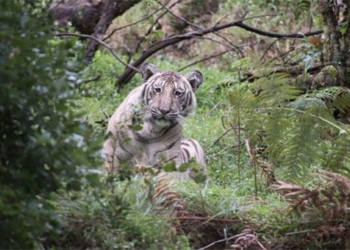 this is the most special white tiger on earth there is only one 82210