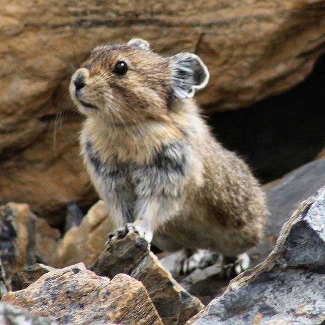 The Ili Pika lives at elevations of 2,800 to 4,000 meters.