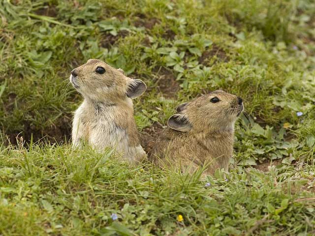 They often forage in the summer to store for the cold winter.