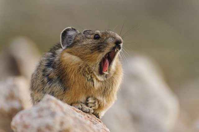 However, many Ili Pikas are "lazy" and take food from others.