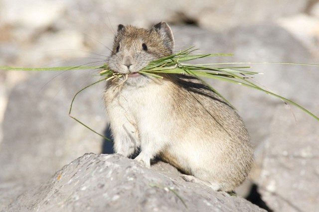 The Ili Pika is at risk of extinction due to climate change and human activity.