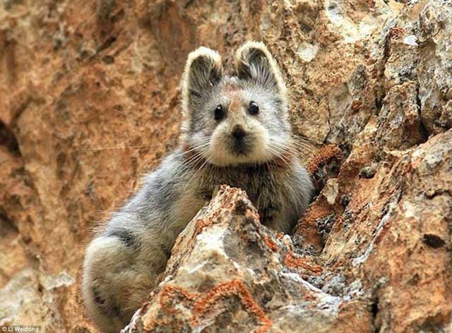 Ili Pika reappears after more than 20 years of absence.