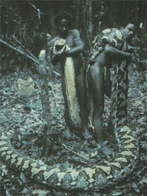 Two Agta natives holding the body of a giant reticulated python.