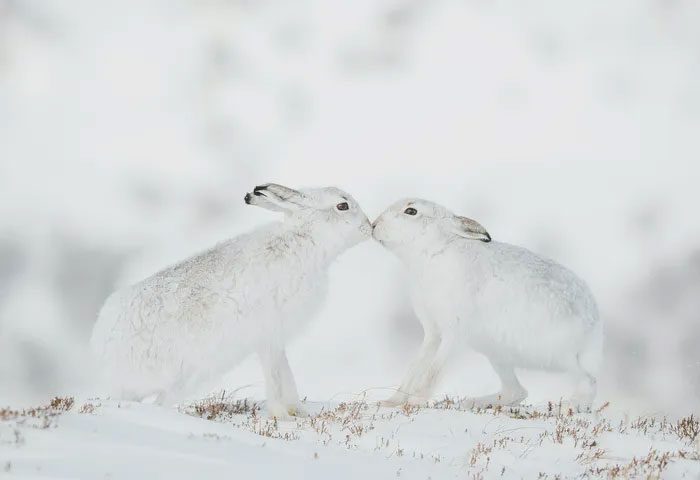 Rabbits Kissing