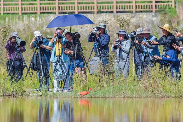 Enthusiasts gathering to photograph an endangered bird species