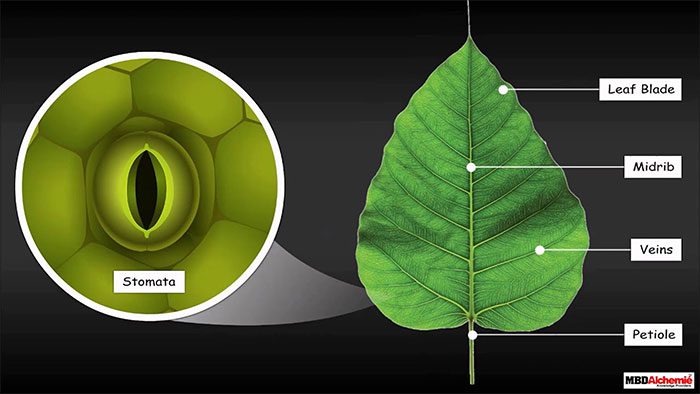 Trees absorb water from the roots and transport it to the leaves through various stages