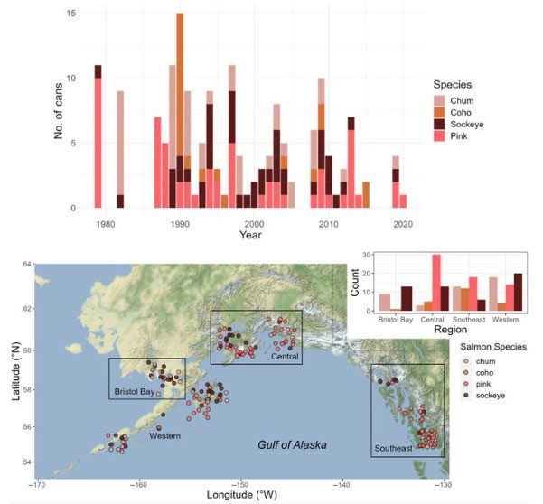 Information about the number of marine worms in salmon samples