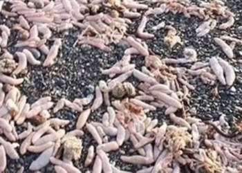 thousands of sex toys placed on argentina beach 128756