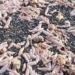 thousands of sex toys placed on argentina beach 128756