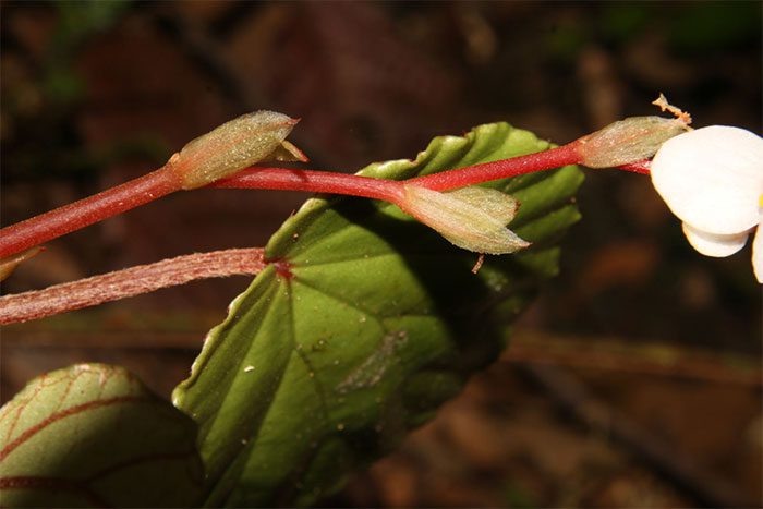 This plant species was discovered at Đakrông Nature Reserve in Quảng Trị Province.