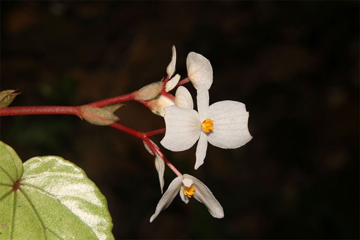 This new plant species is believed to be endemic to Vietnam