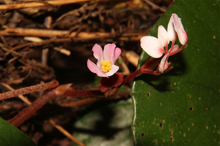 This new plant species is believed to be endemic to Vietnam