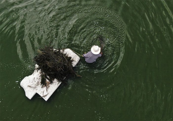 A Mexican farmer wading to harvest flying eggs.