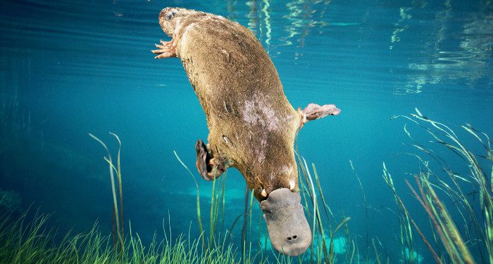 The lifespan of the platypus is between 10-17 years.