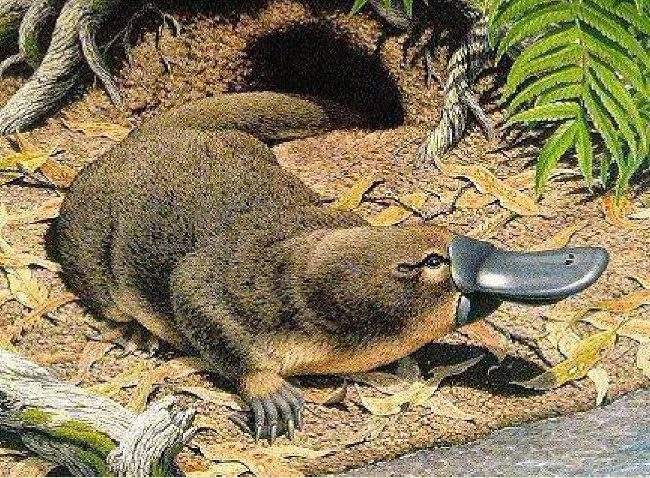 Platypus can make sounds.