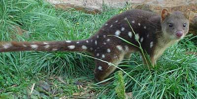 thu stquoll