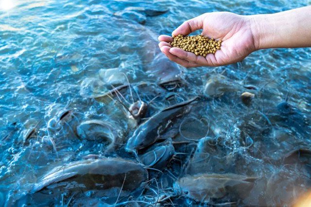 Many farm owners have resorted to mixing high concentrations of antibiotics into fish feed.