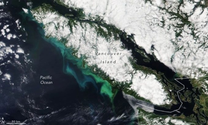 Phytoplankton growth south of Vancouver Island.