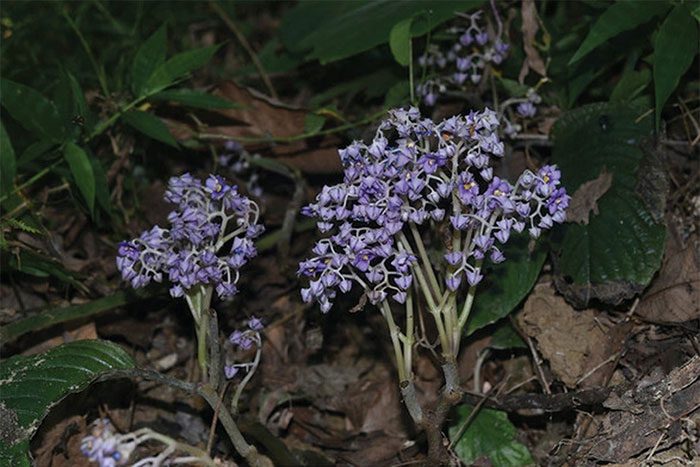 New plant species from the Gesneriaceae family in Yunnan, China