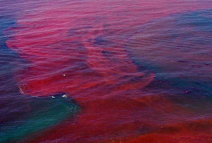 The San Diego River in California, USA turns bright red due to the effects of red tide.