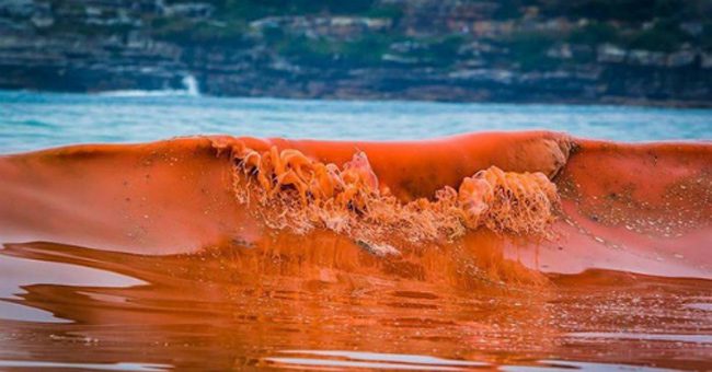 The phenomenon of red tide