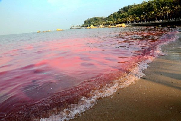 Red Tide