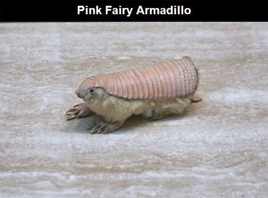 Strangest Animals in the World