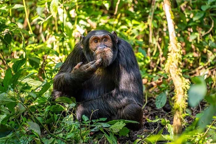 Pensive chimpanzee