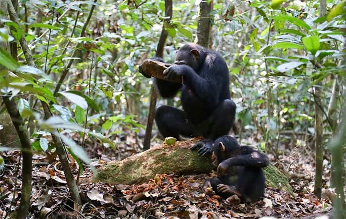 They strike stones against tree trunks and branches to produce sounds with various meanings.