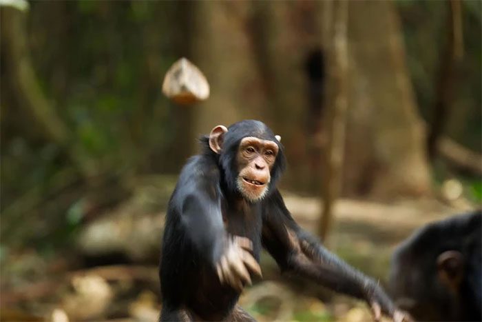 The evolutionary history of East African chimpanzees continues to intrigue us.